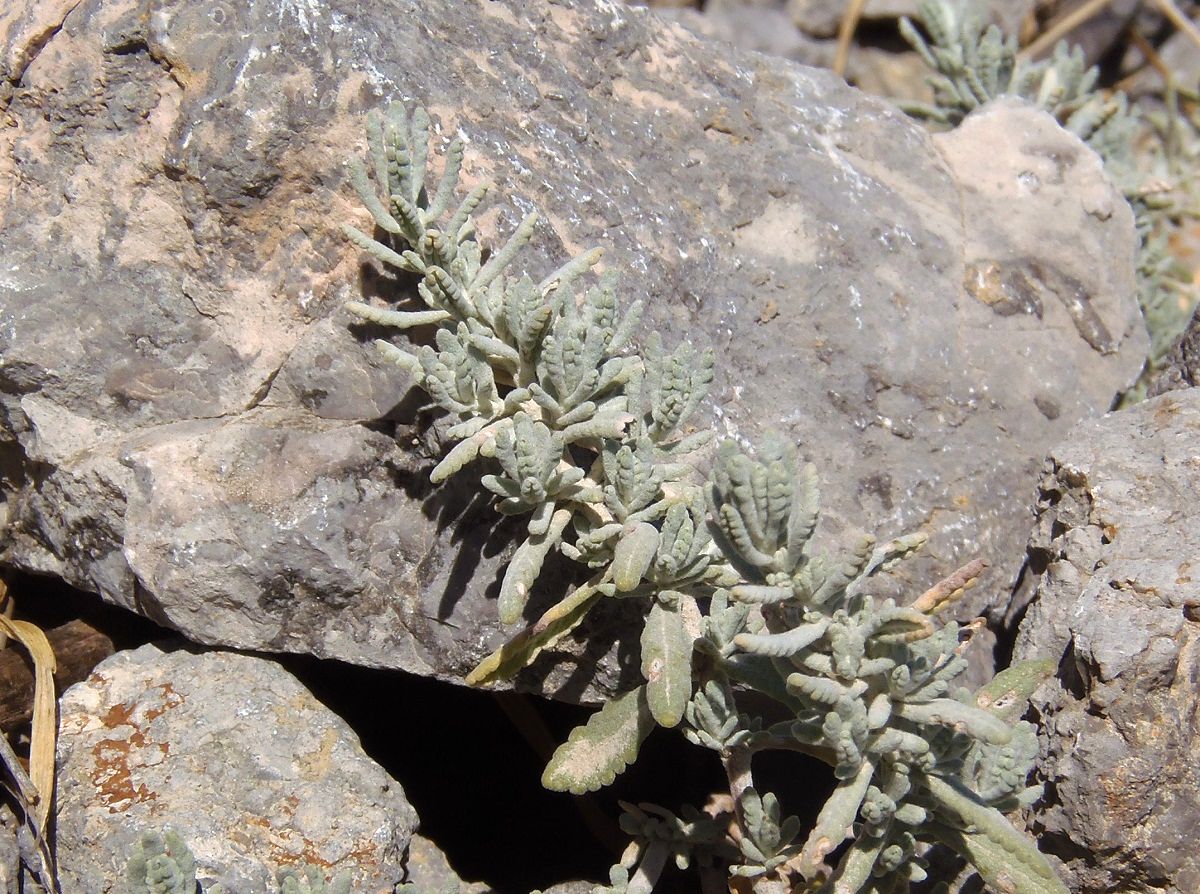 Изображение особи Teucrium capitatum.