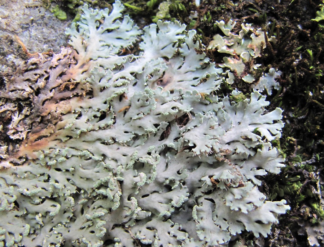 Image of Heterodermia speciosa specimen.