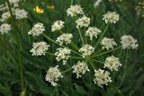 Heracleum freynianum. Соцветие - общий зонтик. Карачаево-Черкесия, Зеленчукский р-н, окр. пос. Архыз, Софийский хребет, юго-восточный склон пер. Иркиз, ≈ 2760 м н.у.м., осыпь. 07.08.2018.