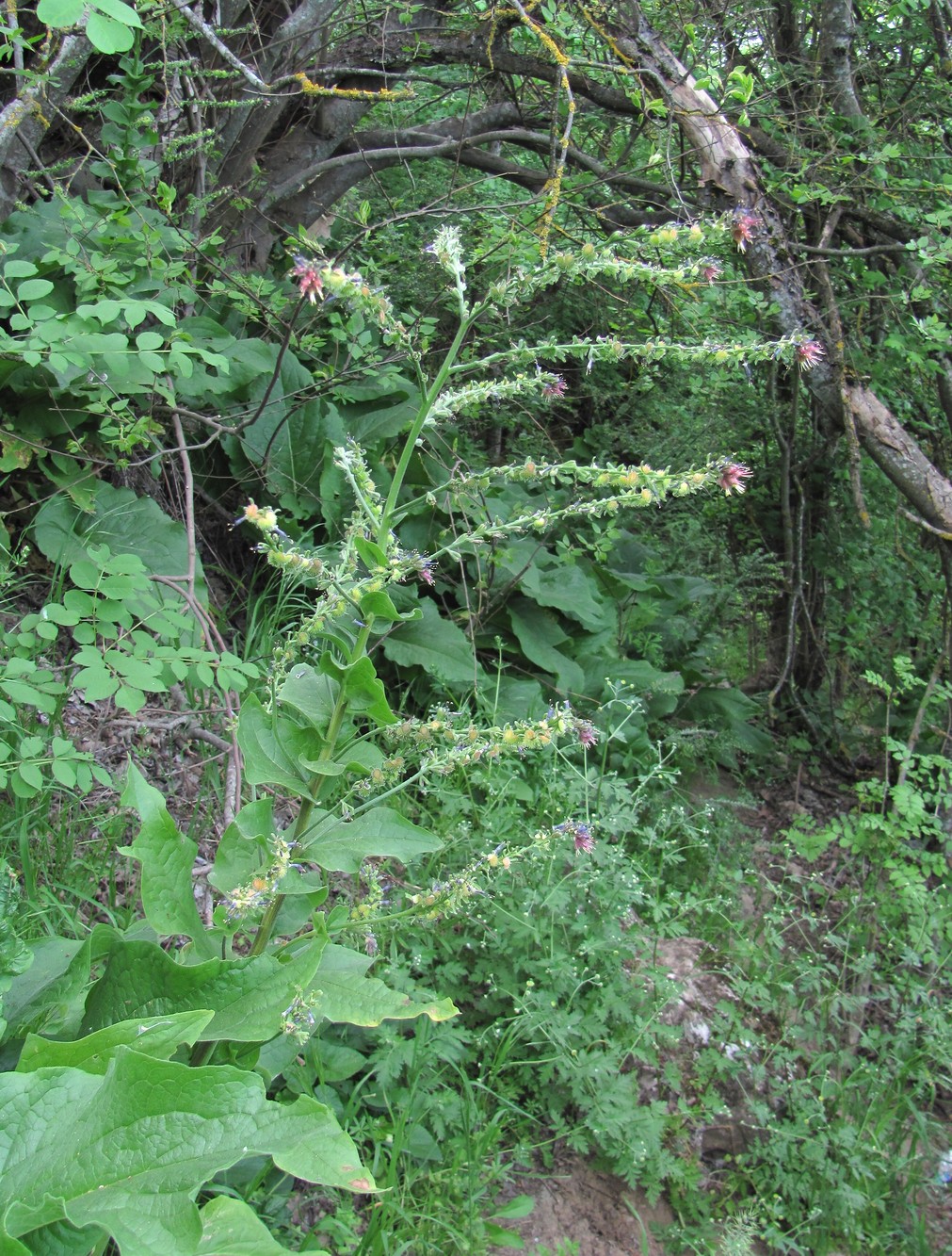 Изображение особи Solenanthus circinnatus.