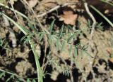 genus Astragalus. Лист. Дагестан, окр. с. Талги, каменистый склон. 15.05.2018.