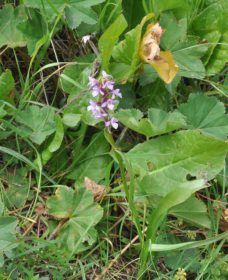 Изображение особи Gymnadenia conopsea.