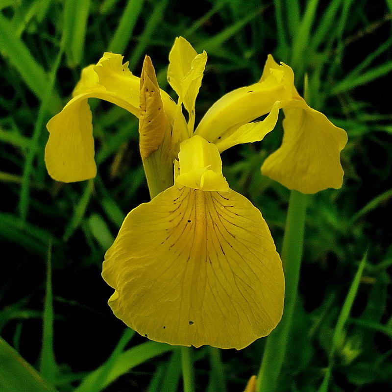 Изображение особи Iris pseudacorus.