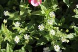 Myosoton aquaticum