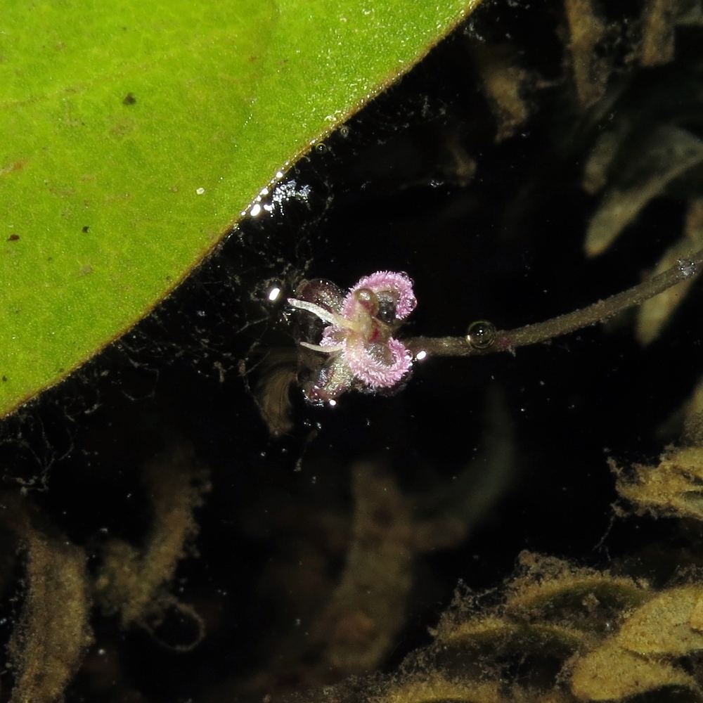 Image of Elodea canadensis specimen.