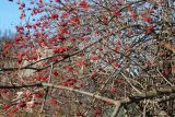 Viburnum opulus. Часть кроны покоящегося плодоносящего растения. Московская обл., Воскресенский р-н, дачный пос. Белое озеро, в озеленении. 5 ноября 2018 г.