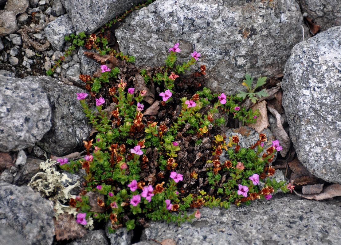 Image of Saxifraga oppositifolia specimen.