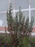 Image of taxon representative. Author is Вадим Рыбаков