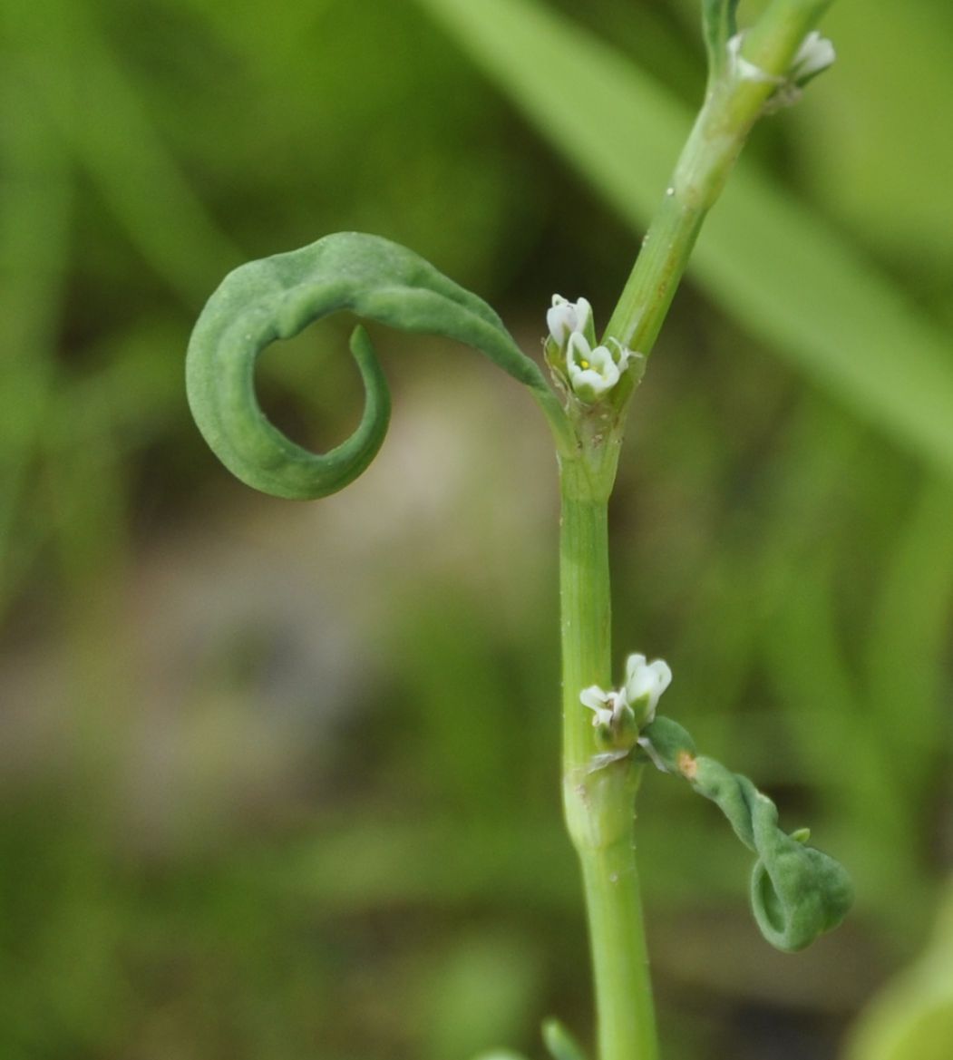 Image of genus Polygonum specimen.