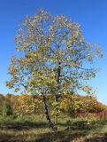 Tilia mandshurica