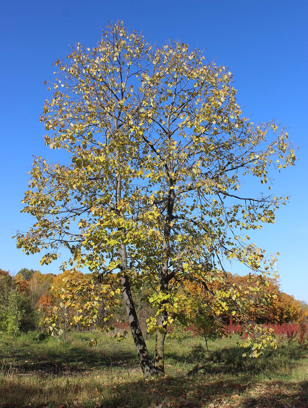 Изображение особи Tilia mandshurica.