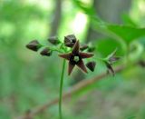 Vincetoxicum scandens