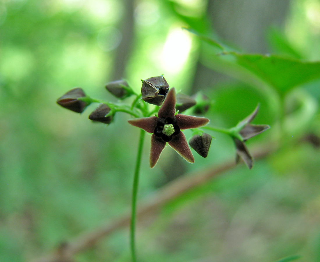 Image of Vincetoxicum scandens specimen.