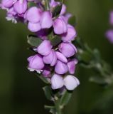 Muraltia spinosa