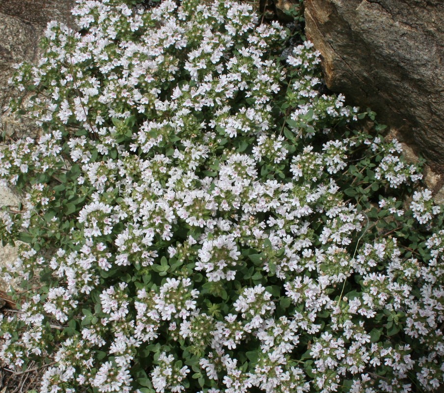 Изображение особи род Thymus.