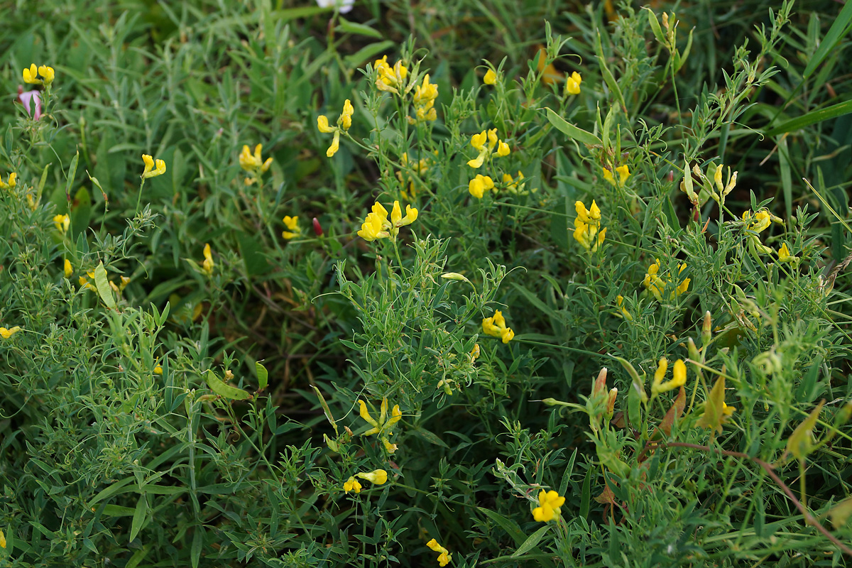 Изображение особи Lathyrus pratensis.