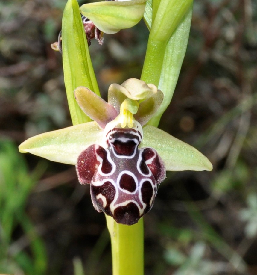 Изображение особи Ophrys kotschyi.