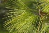 Pinus halepensis. Верхушка побега, хвоя. Греция, Эгейское море, о. Парос, холм Кефалос, окр. монастыря Св. Антония; каменистая пешеходная дорожка к монастырю. 31.10.2018.