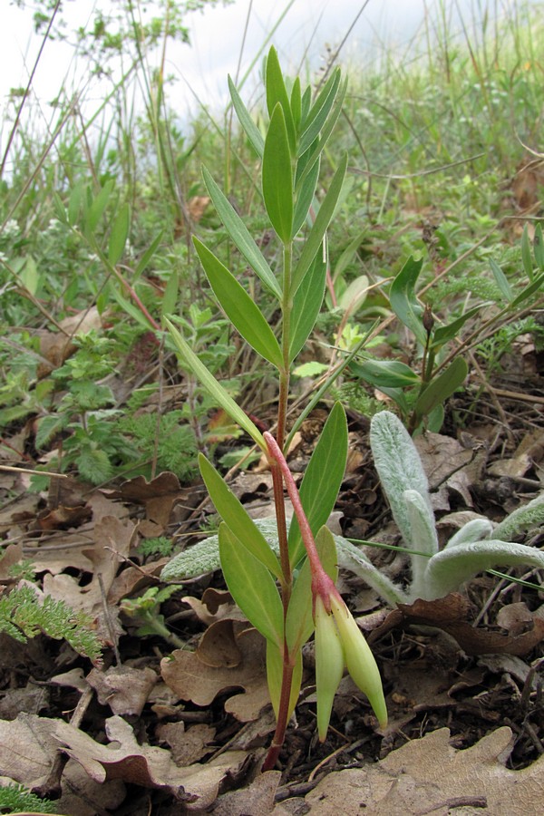 Изображение особи Vinca herbacea.