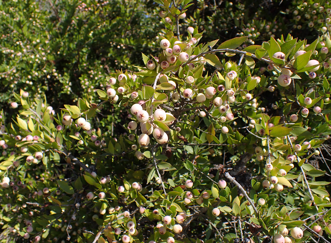Image of Myrtus communis var. leucocarpa specimen.