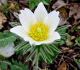 Pulsatilla vulgaris. Цветок. Московская обл., Щёлковский р-н, пос. Загорянский, в культуре. 27.04.2019.