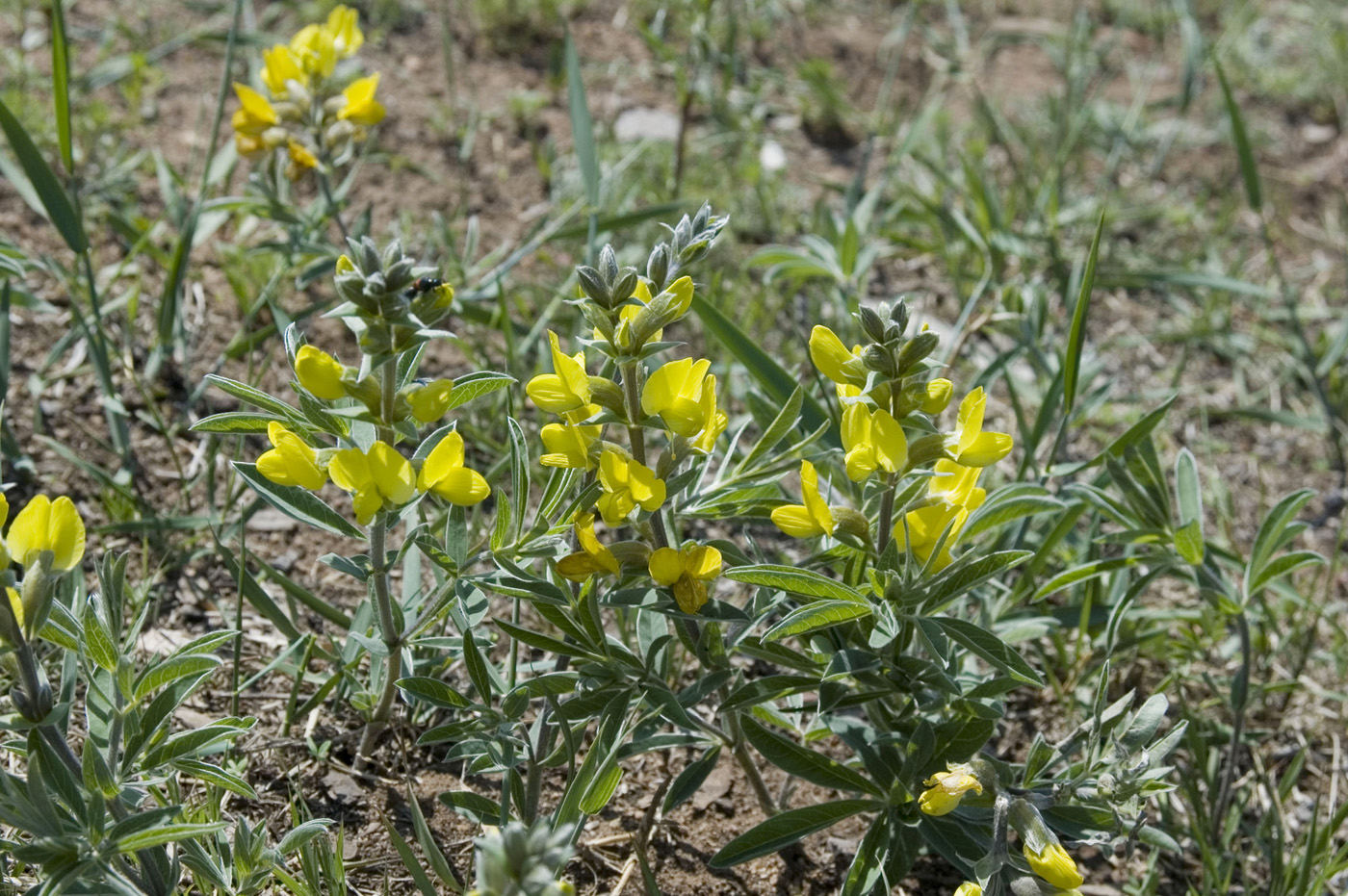 Изображение особи Thermopsis lanceolata.