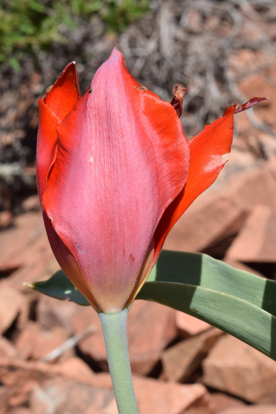 Изображение особи Tulipa vvedenskyi.