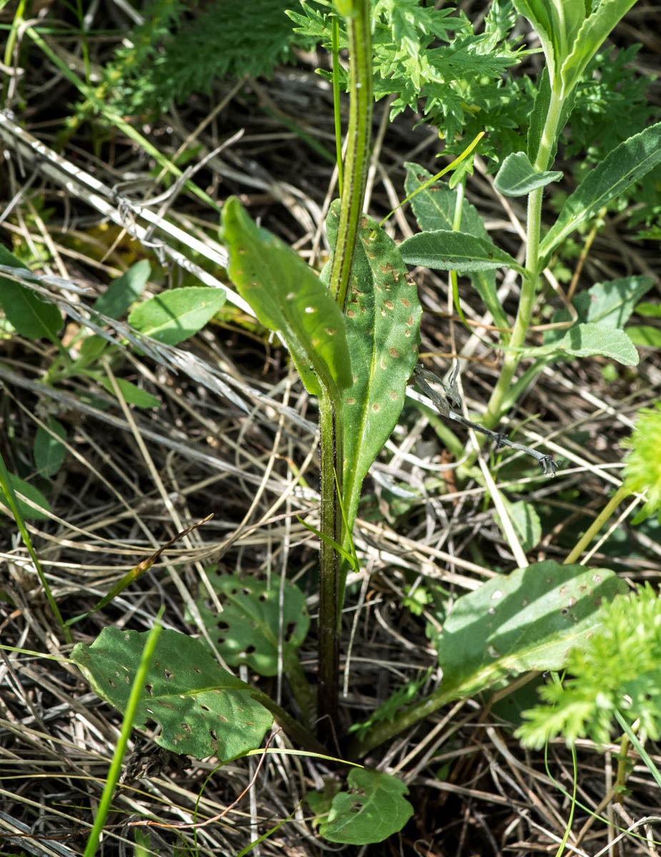 Изображение особи Tephroseris integrifolia.