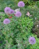 род Allium
