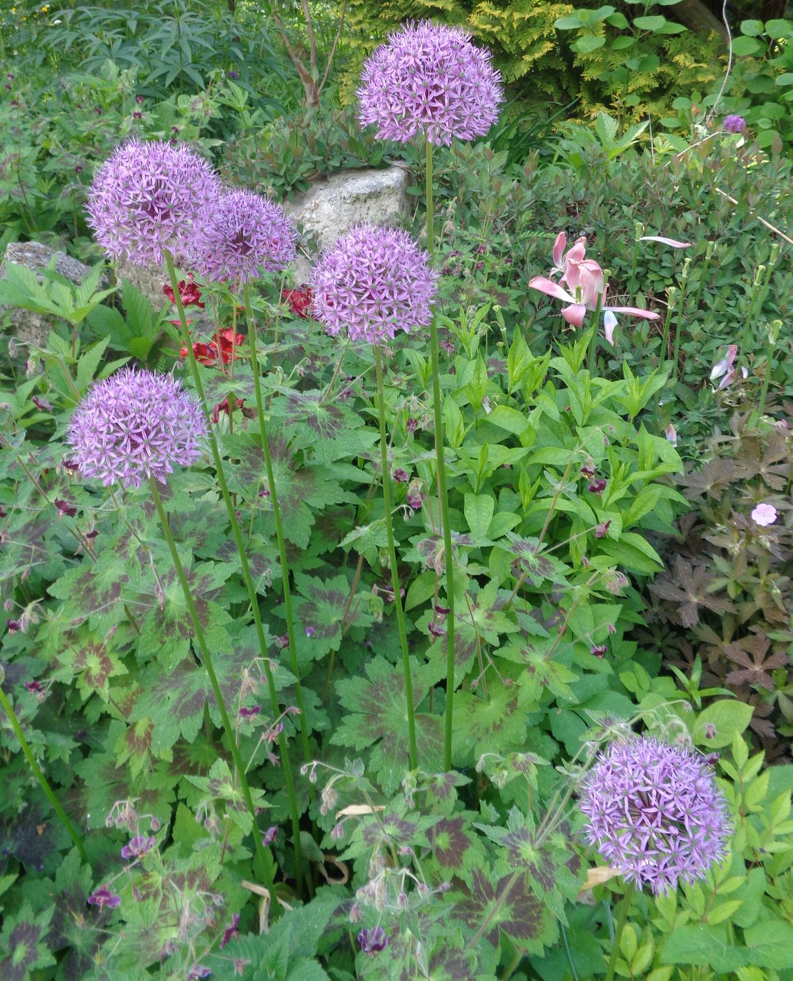 Image of genus Allium specimen.