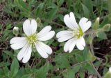 Cerastium alpinum. Бутоны и цветки. Кольский п-ов, Восточный Мурман, окр. пос. Туманный, обочина шоссе. 11.07.2010.