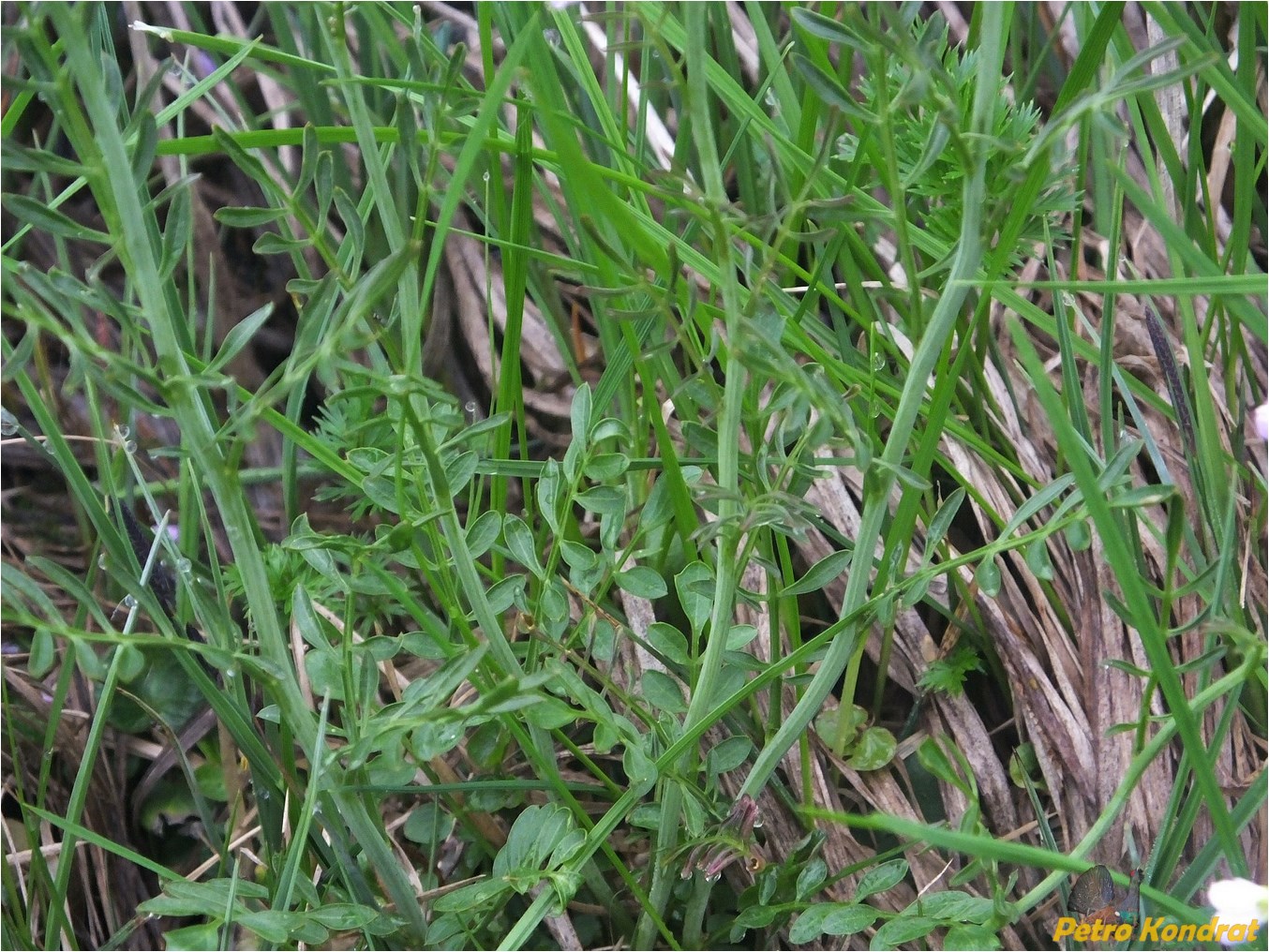 Image of genus Cardamine specimen.