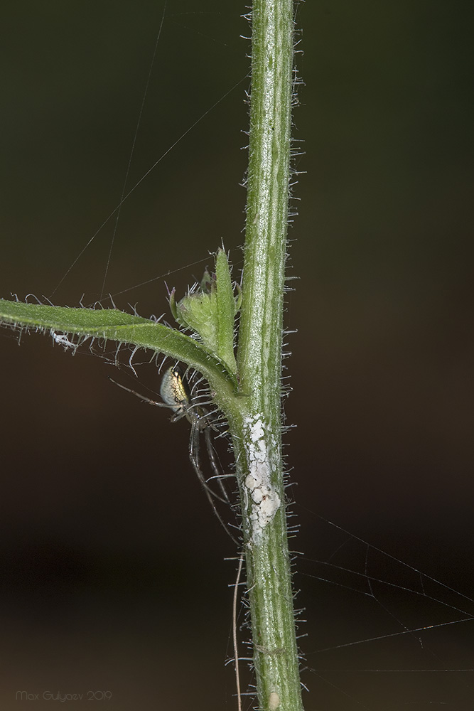 Image of Picris hieracioides specimen.