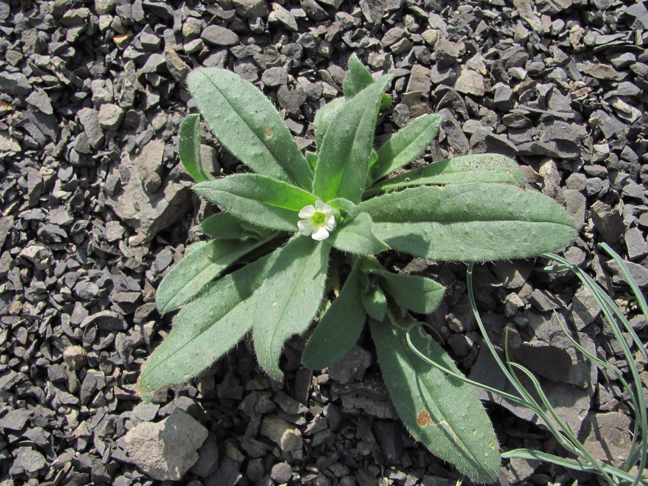 Изображение особи Nonea lutea.