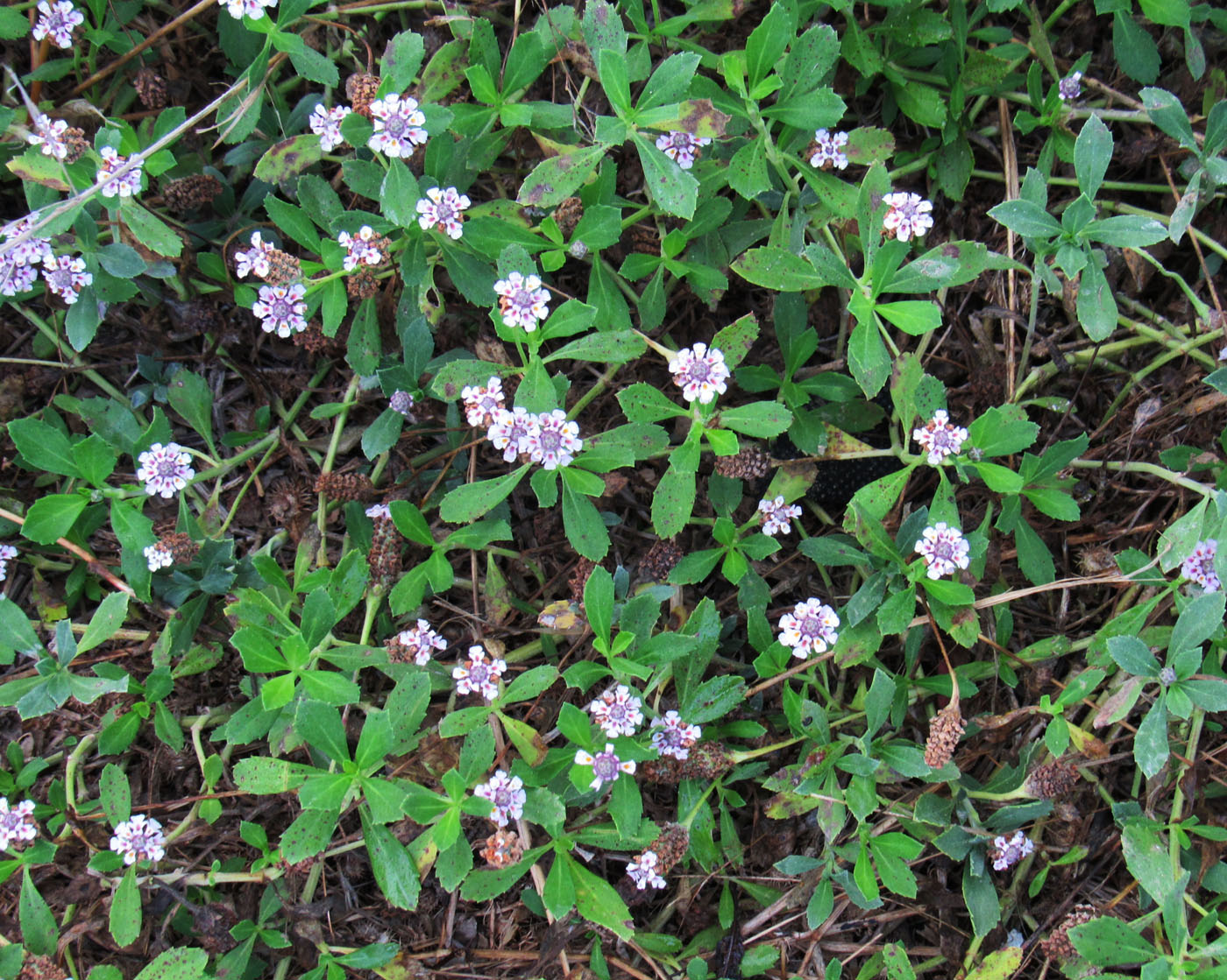 Image of Lippia nodiflora specimen.