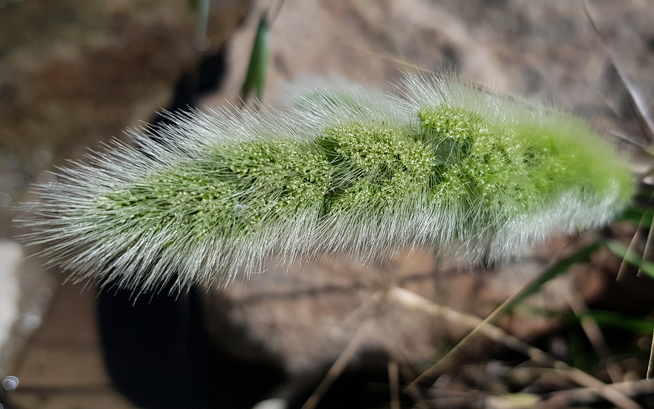 Изображение особи Polypogon monspeliensis.