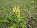 Verbascum lychnitis