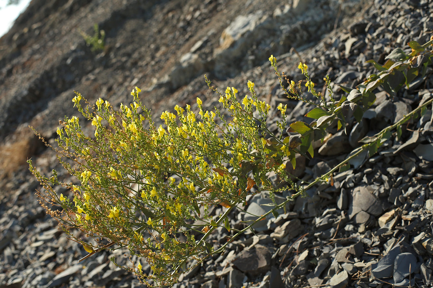 Image of Linaria genistifolia specimen.