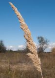 Calamagrostis glomerata. Соплодие. Краснодарский край, м/о город-курорт Анапа, окр. с. Витязево, Витязевская коса, закреплённые пески. 12.10.2019.