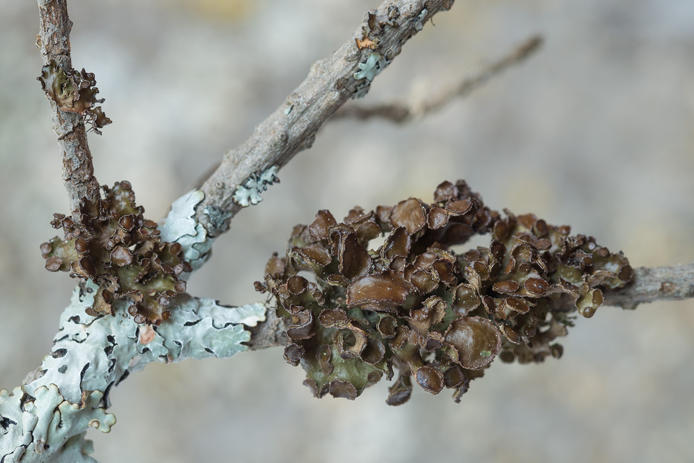 Image of Cetraria sepincola specimen.