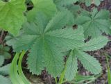 род Potentilla