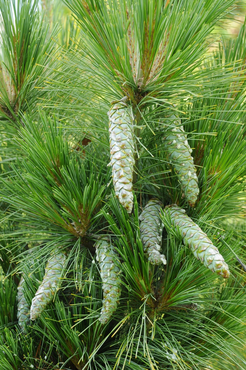 Image of Pinus wallichiana specimen.