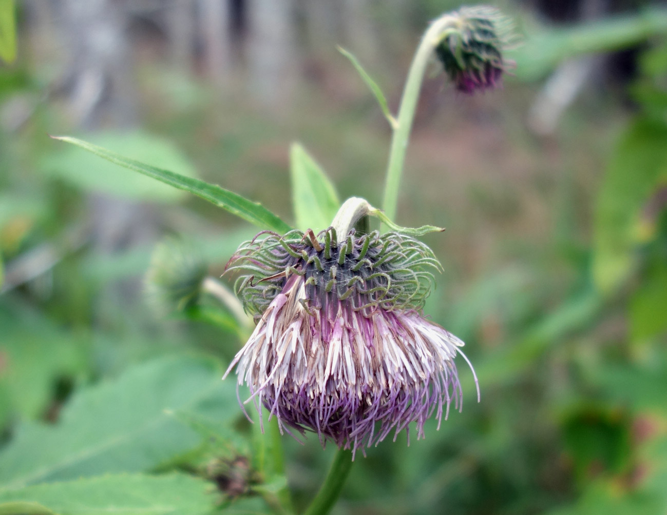 Изображение особи Cirsium kamtschaticum.