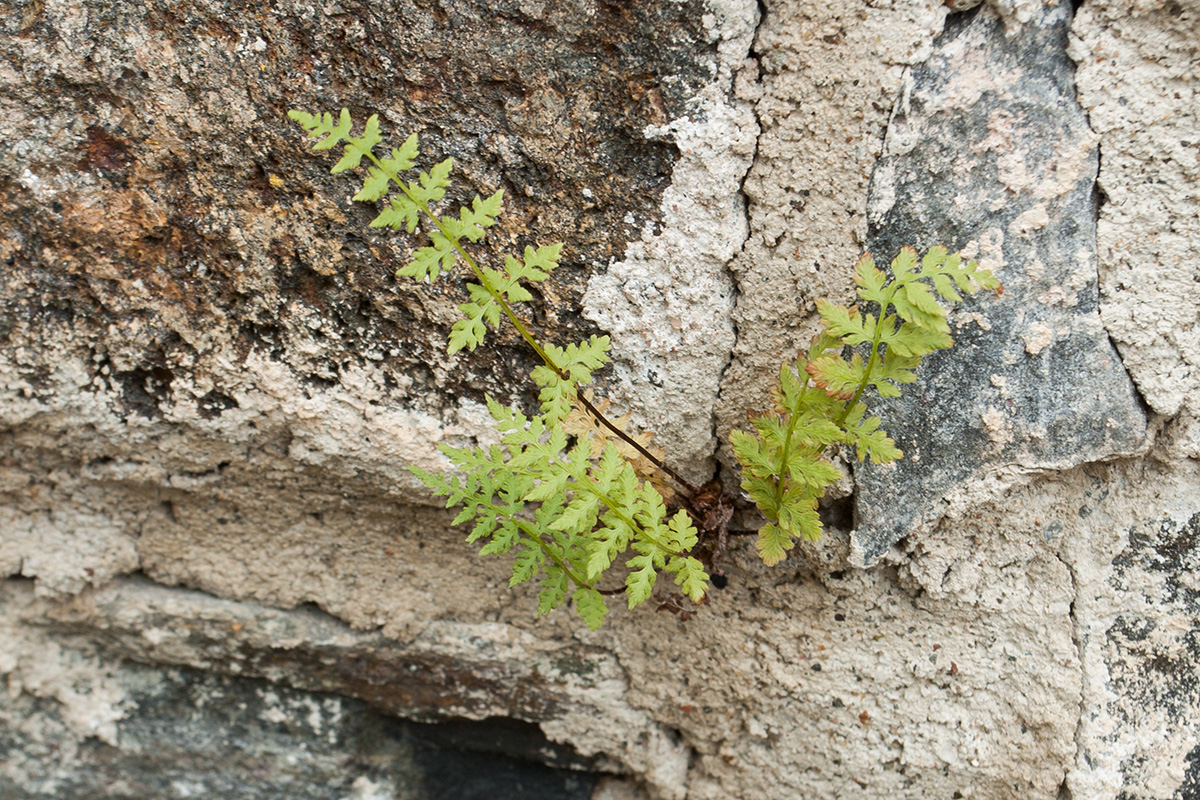 Изображение особи Cystopteris fragilis.