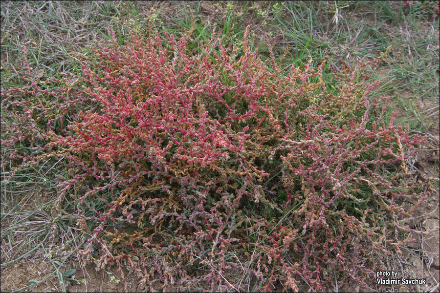 Image of Petrosimonia oppositifolia specimen.