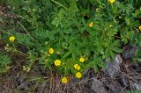 Potentilla chrysantha