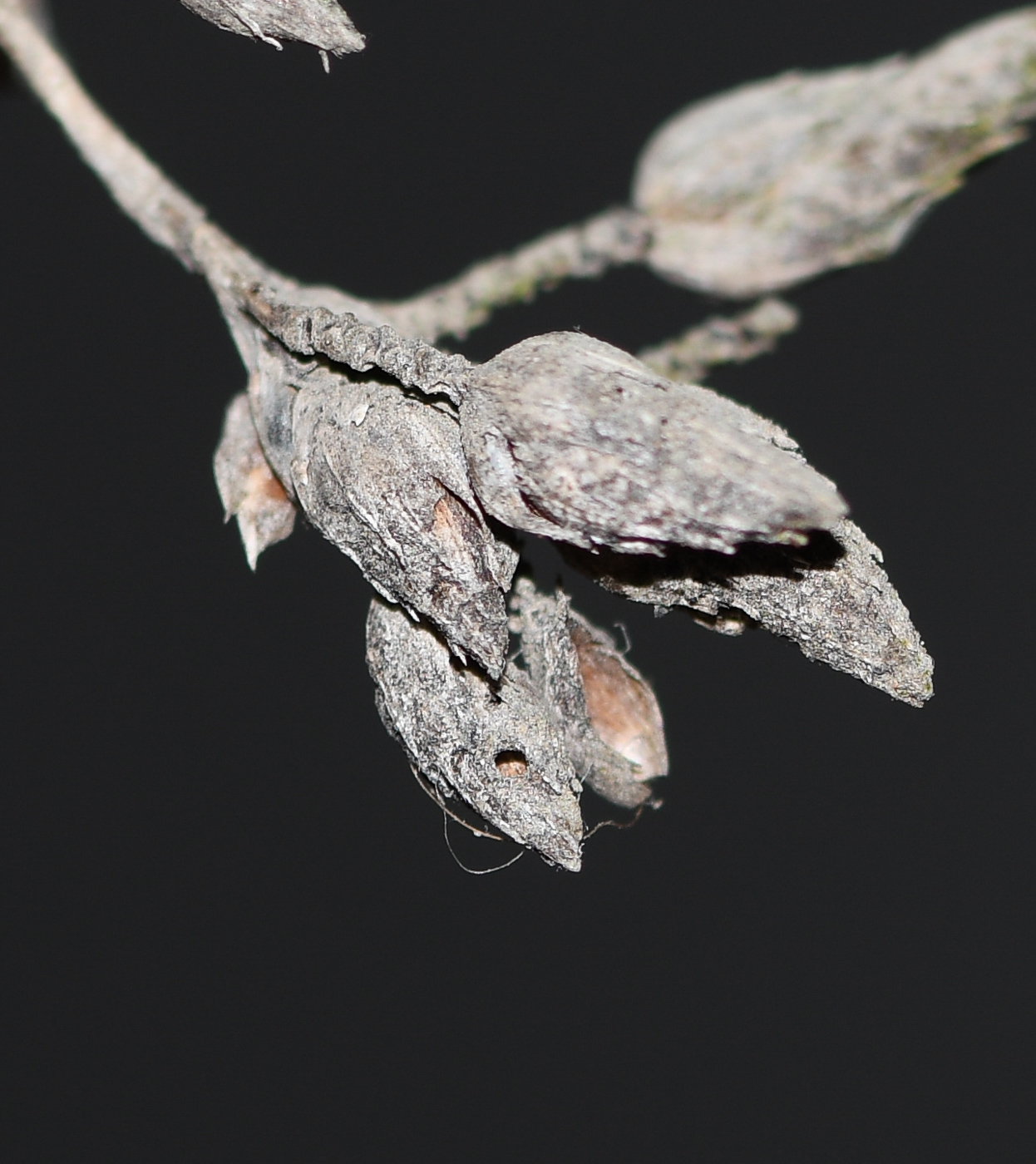 Image of Schoenoplectus californicus specimen.