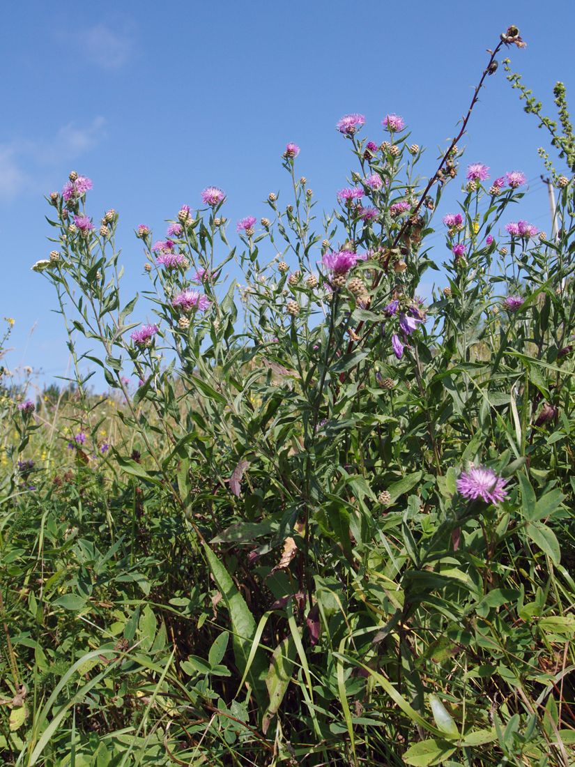 Image of Centaurea jacea specimen.