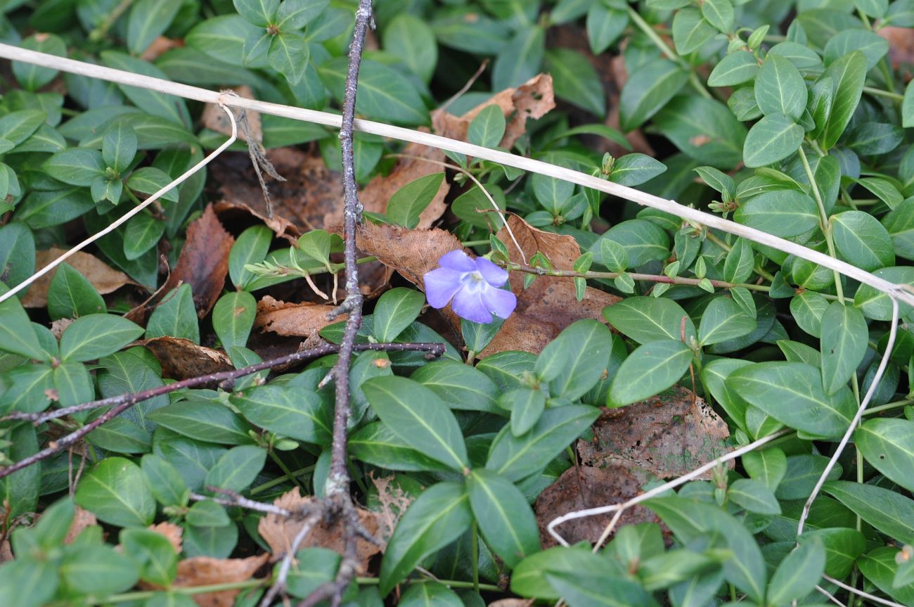 Image of genus Vinca specimen.