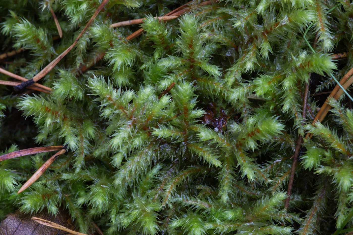 Image of Rhytidiadelphus triquetrus specimen.